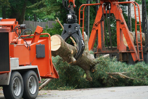 Wendell, NC Tree Care  Company